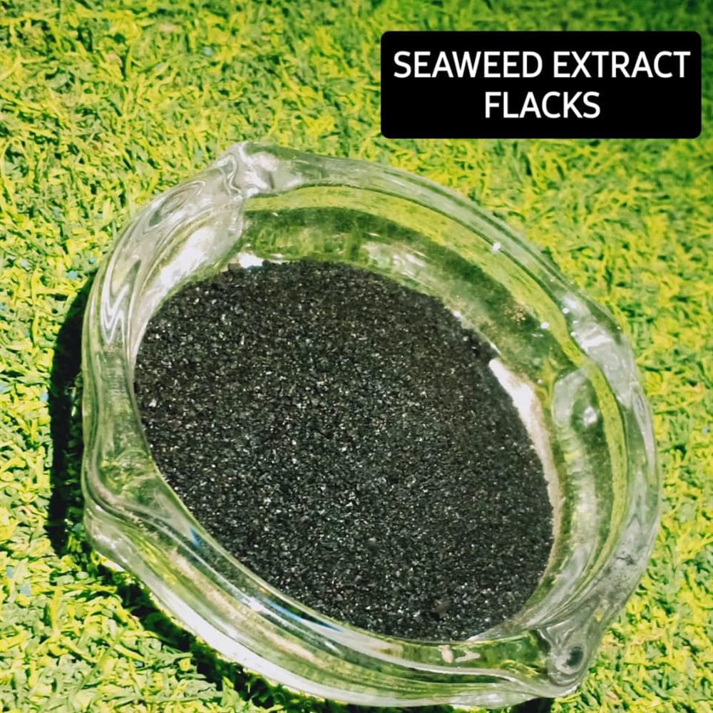 SEAWEED EXTRACT